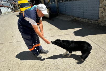 Bursa'da yürek ısıtan dostluk: Sahibinin ölümünden sonra "Dayı"yı yalnız bırakmadı