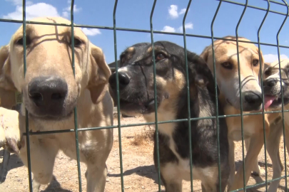 Birkaç köpekle başladı, Bursa'da bin 200 cana yuva oldu