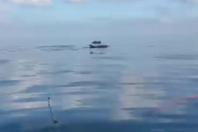 Yeniköy açıklarında yunuslar balıkçılara şov yaptı
