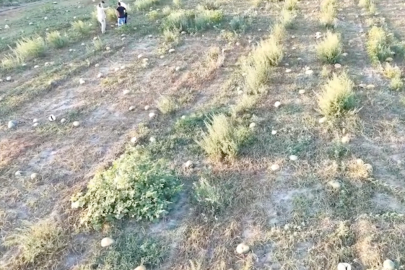 Bursa’da karpuz tarlada kaldı, üretici zarar etti