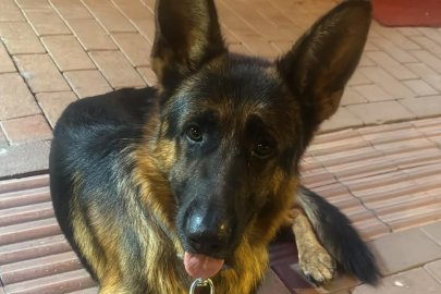 Bursa'da 3 yaşındaki Alman Kurdu kayboldu: Bulana ödül verilecek