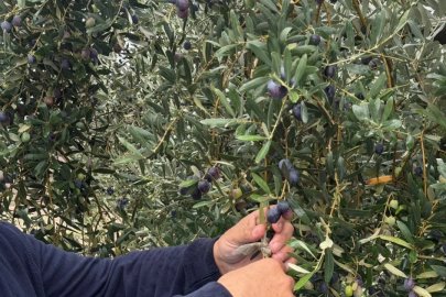 Marmarabirlik açıkladı: Türkiye'de zeytin rekoltesinde Cumhuriyet rekoru bekleniyor