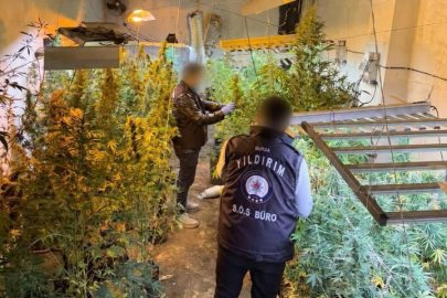 Bursa’da kasabın bodrumundan uyuşturucu serası çıktı!
