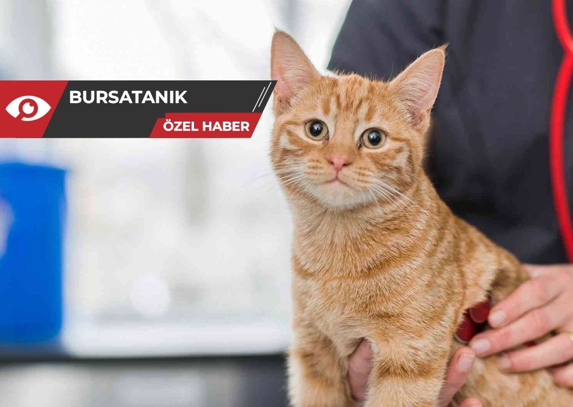 Evcil hayvan besleyenler mağdur oldu: Mikroçip bulunamıyor