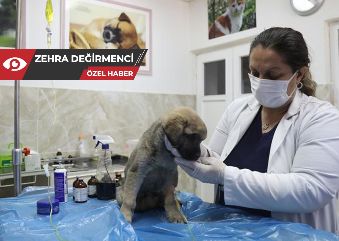 Deprem bölgesinde veteriner hekimlerin sorunları büyüyor: Devlet acil önlem almalı
