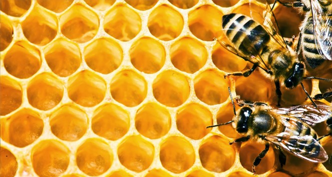 Arıcılıktan 1 Milyar Dolar Kazanabiliriz