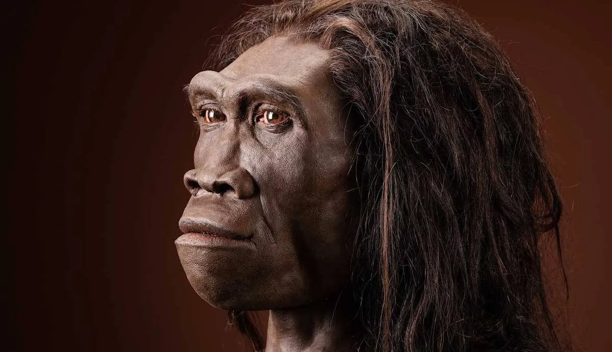 Homo Erectus’un yok oluşunun ardındaki sır: Tembellik ve teknolojik durgunluk