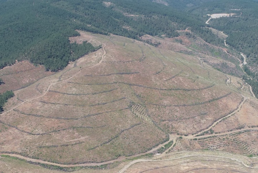 Bursa’da yanan yerler hızla yeşillendirilecek