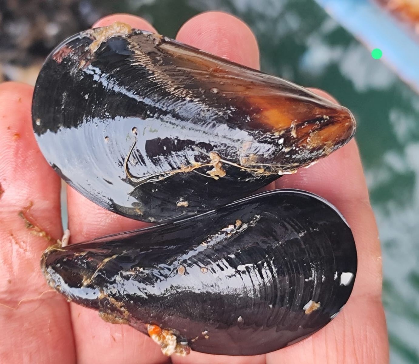 Bursa’da yedikleri midyeden zehirlenen 4 genç hastaneye kaldırıldı